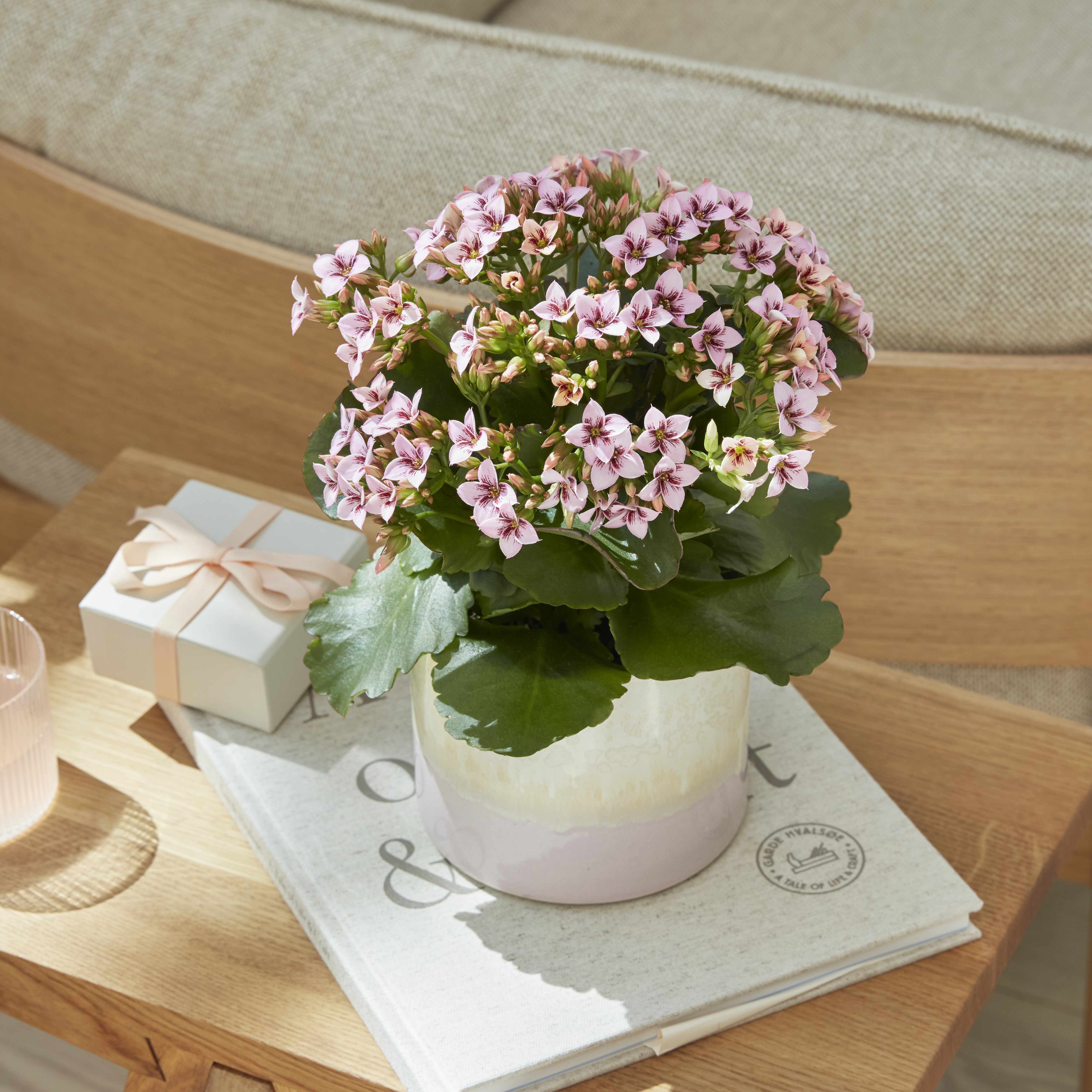Kalanchoe