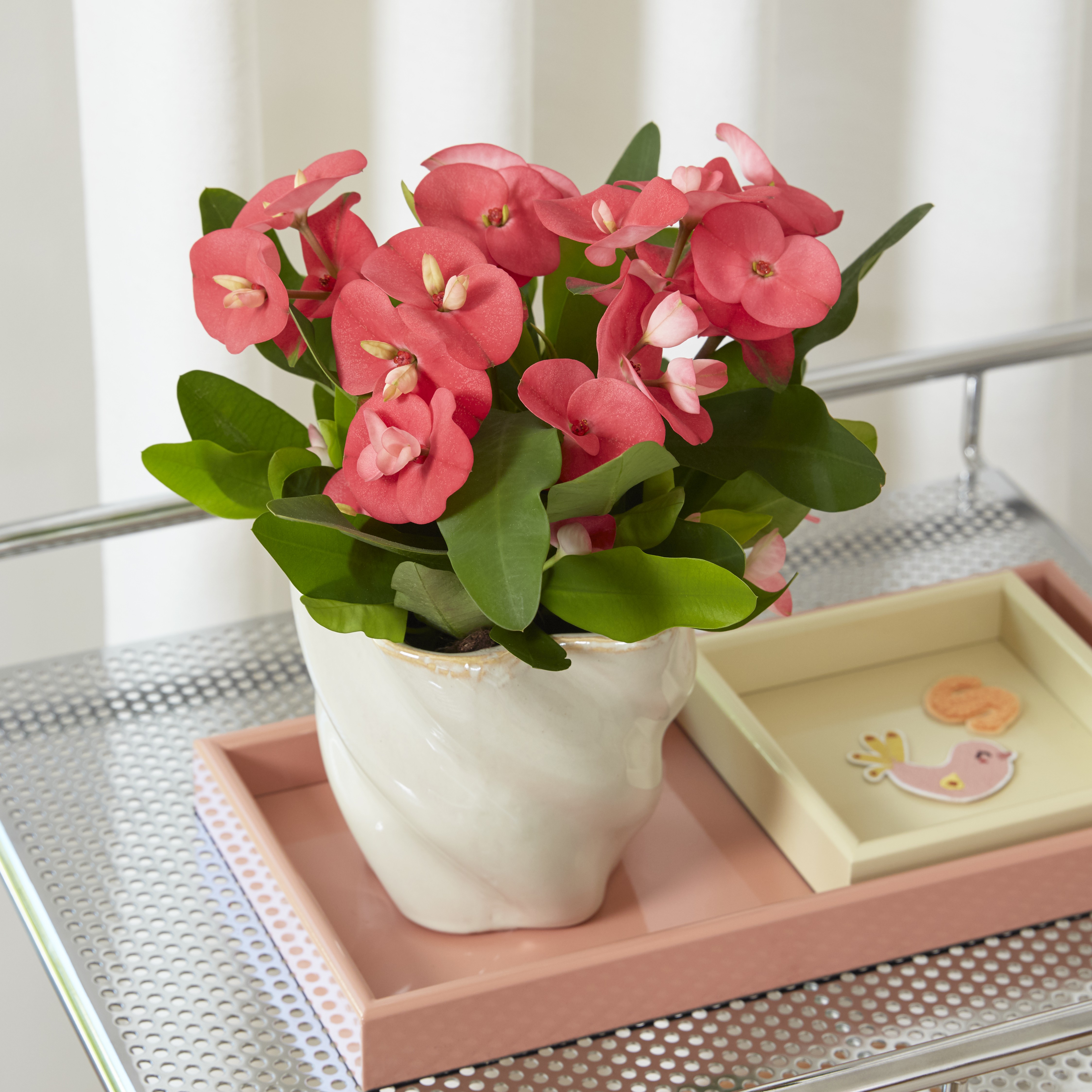 Tiara Euphorbia™